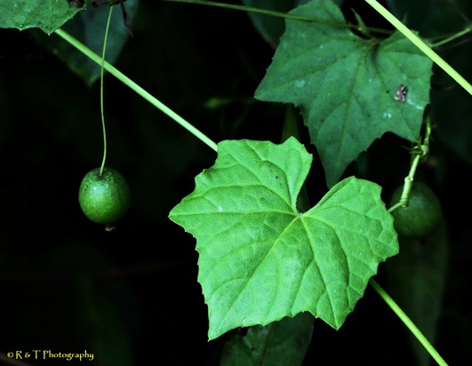 {Melothria pendula}